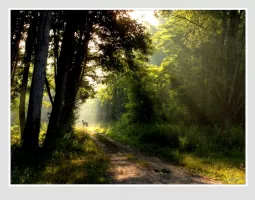 Arbres Bois Forêts