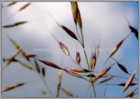 Faune Flore 2