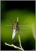 Faune Flore 3
